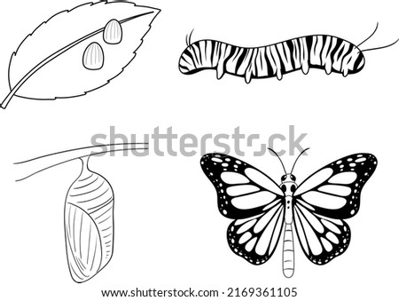Life Cycle of Monarch Butterfly Doodle illustration
