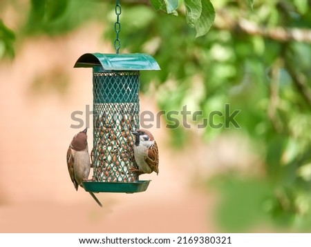 Hungry garden sparrows. A photo of garden sparrow in summertime (Denmark). Royalty-Free Stock Photo #2169380321