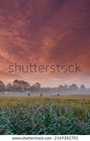 Grazing on a misty morning. Horses grazing in a field during a misty sunrise.