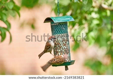 Sparrows in my garden. A telephoto of a beautiful sparrow in my garden. Royalty-Free Stock Photo #2169383821