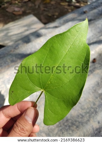 Photo of green and heart-shaped leaves taken in the yard of the house