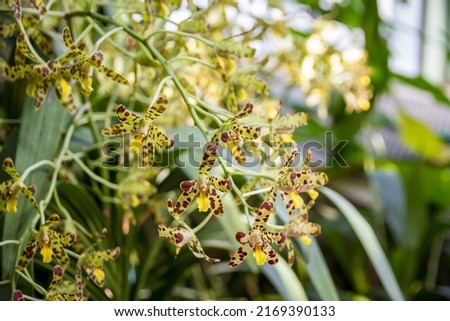 Orchid flower, Yellow and brown scorpio. Tropical floral background