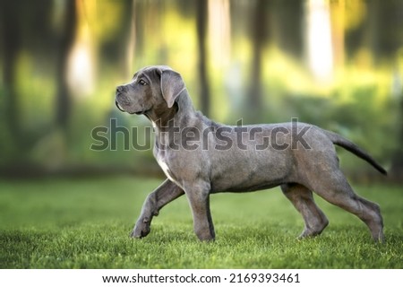beautiful cane corso puppy walking on grass