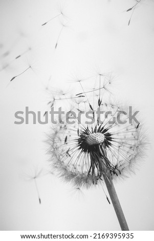 closeup of a fluffy dandelion on a white background. flying dandelion fluffs. summer flowers on a white background. macro flying dandelion fluffs Royalty-Free Stock Photo #2169395935