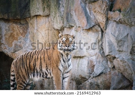 Siberian tiger. Elegant big cat. endangered predator. white,black,orange striped fur. Mammal animal photo