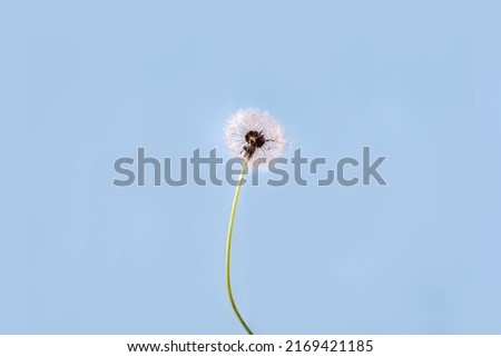 lonely dandelion on a blue background, copy space