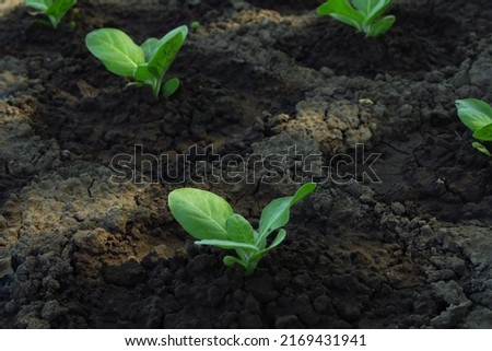 young organic tobacco bushes grow on the farm