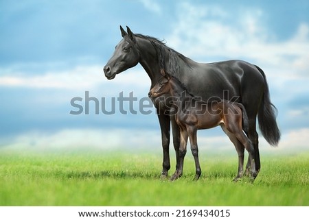 Mare standing with foal in spring field Royalty-Free Stock Photo #2169434015