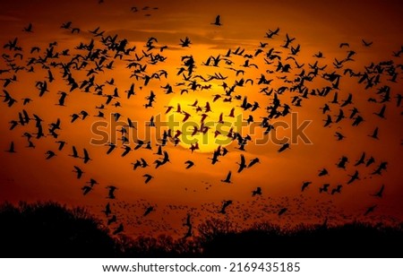 A flock of birds in the sky at sunset. Birds in sunset sky. Crane flock in sunset sky. Cranes in sky at sunset Royalty-Free Stock Photo #2169435185