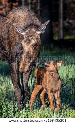 Mother moose with a calf. Moose family. Moose mom with moose calf Royalty-Free Stock Photo #2169435201