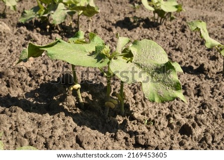 The picture shows the green stems of a sprouted bean bush.