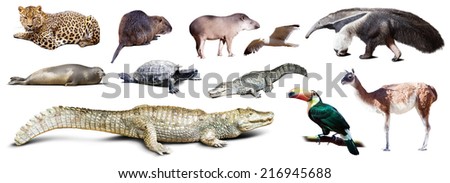 Set of  spectacled caiman and other animals of South America over white background with shade
