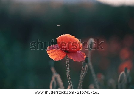 Wild vivid poppy field in magic sunset light. Remembrance day concept.