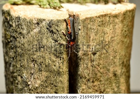 In the picture, a fireman beetle or soft-boiled beetle sits in a crack in a stump.