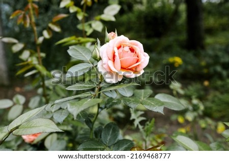 Pink rose in the garden. A bush of beautiful rose in summer light. Beautiful spring or summer blooming rose plant