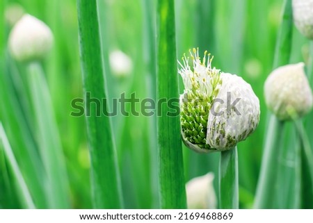 Close-up of a white onion flower in the shape of a sphere. Blooming garden edible green plant Allium with stamen and pollen. Natural vegetable ingredient. Nature background. Royalty-Free Stock Photo #2169468869