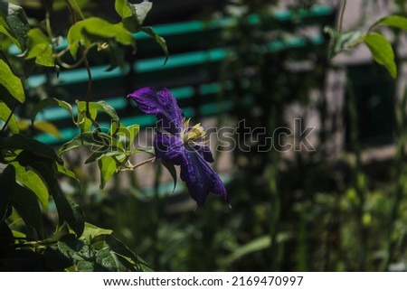purple flower in the scorching sun against the backdrop of a shady garden