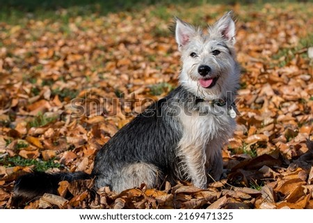 mongrel, mutt dog in the autumn time Royalty-Free Stock Photo #2169471325