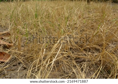 Dry grass due to lack of water. natural background, grass background.