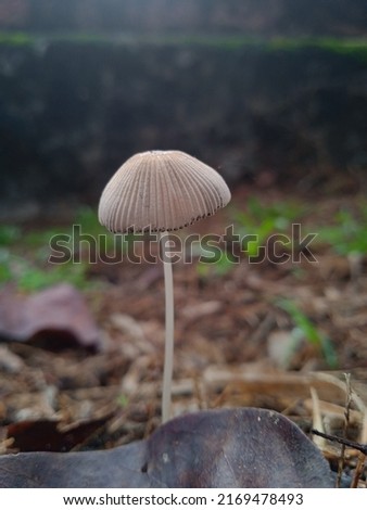 mushroom in natural light, mushroom picture.
