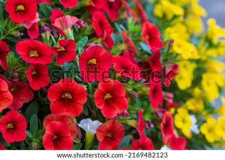close up of red and yellow million bells flowers growing thicker every day Royalty-Free Stock Photo #2169482123