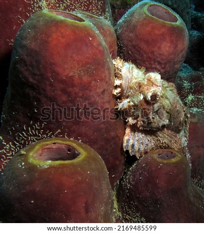 A Bearded Scorpionfish camouflaged on soft coral Cebu Philippines                               