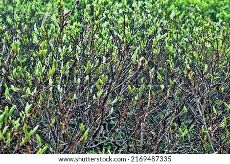 Willow-shrub; osier bed (Salicetum) in mountains, stream ravine. Willow leaves only in early summer (high-altitude alpine spring). Subniveal belt (2600 a.s.l.). Middle Siberia mountains Royalty-Free Stock Photo #2169487335