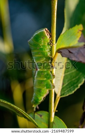 Cerura Vinula or Puss Moth Caterpillar Macro Royalty-Free Stock Photo #2169487599