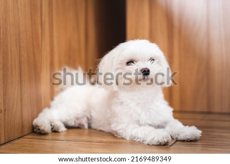 Adorable Young White Teacup Maltese Chilling in the Loving House  Royalty-Free Stock Photo #2169489349