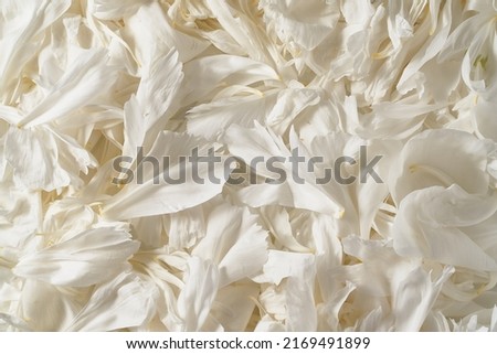 petals of white peonies macro photo                               
