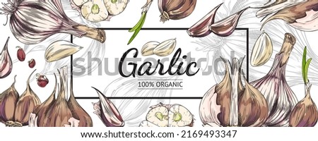 Garlic banner backdrop, hand drawn sketch style colored vector illustration. Garlic aromatic cooking plant background for restaurant menu and food packagings. Royalty-Free Stock Photo #2169493347