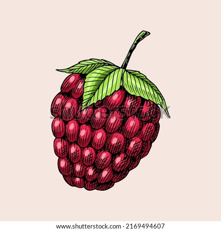 Raspberries in vintage style. Summer fruit. Berries. Engraved hand drawn in old sketch.