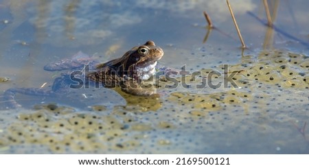 European Common brown Frog or European grass frog in latin Rana temporaria with eggs, pond water amphibian animal Royalty-Free Stock Photo #2169500121