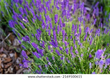 Lavender Flowers. Lavender flowers blooming which have purple color and good fragrant for relaxing. Lavender field with summer blue sky close up. Lavandula angustifolia, Lavandula officinalis Royalty-Free Stock Photo #2169500615
