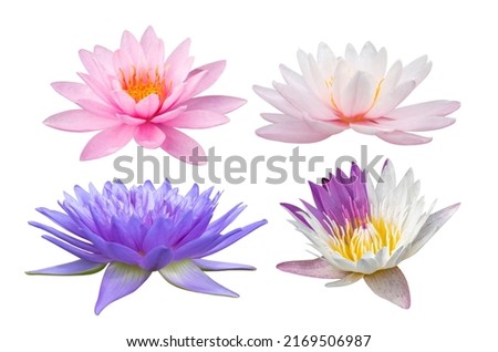 Set of lotus flowers isolated on white background with clipping path. Royalty-Free Stock Photo #2169506987