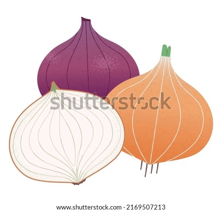 onion and red onion. Vector illustration of whole onion and onion cut in half cross section. Royalty-Free Stock Photo #2169507213