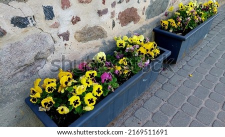 Trakai, Lithuania 06-05-2022 Pansies flowers in a gray planter on the sidewalk near the wall.
