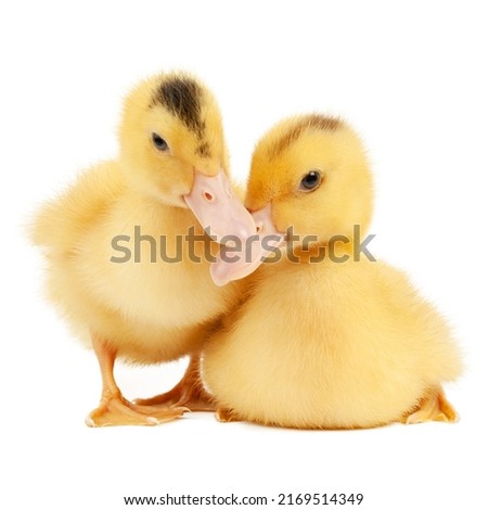 Two mulard ducks on a white background, a small bird.