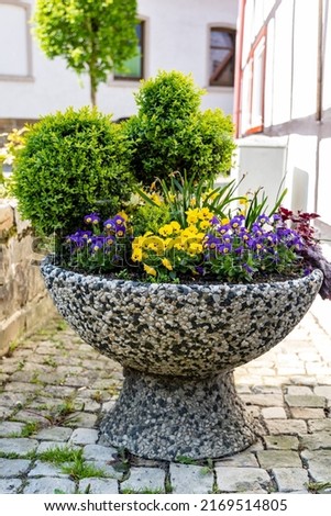Stone vase with spring flowers outside, boxwood bushes behind