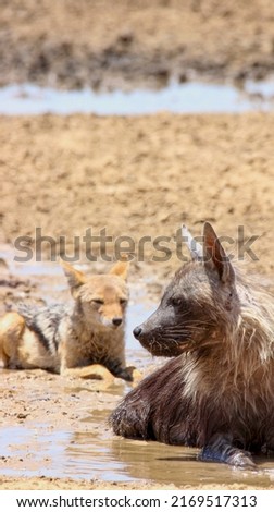 Brown Hyena or Strandwolf sharing water with a Black-backed Jackal in the Kgalagadi