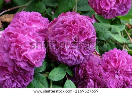 Purple rosa 'Cardinal de Richelieu' in flower Royalty-Free Stock Photo #2169527659