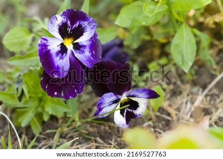A tricolor viola on a bed in a garden or flower garden develops in the wind. Garden flowers and plants. Crop production and gardening.