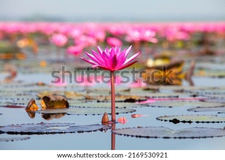  Many blooming lotuses on the lake in the Ban Bua Daeng,Nonghan  Udon Thani , picture of beautiful lotus flower field at the red lotus Panorama View.
