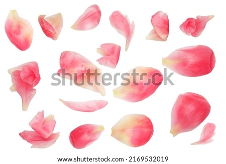 Pink peony flower isolated on white background . Pattern. . Beautiful peony bud top view. Flat lay. Creative layout
