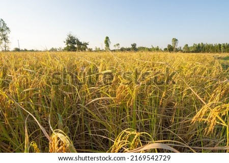 Yellow jasmine rice fields in Thailand