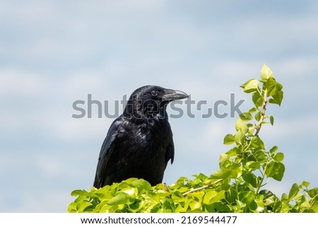the carrion crow corvus corone a passerine bird of the family corvidae perched on ivy with a blurred sky background Royalty-Free Stock Photo #2169544477
