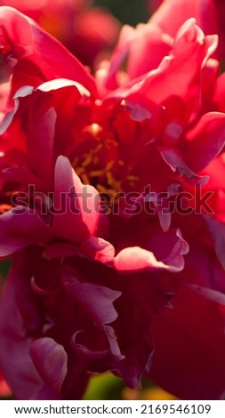 Flowers, petals of a red peony in the sun, at sunset, dawn of the sun
