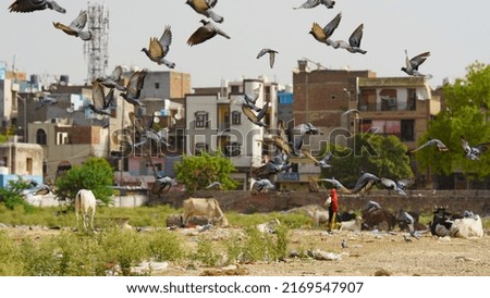 Flying pigeons image in park HD