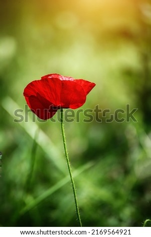 Red poppy flowers blooming in the green grass field, floral natural spring seasonal background, can be used as image for remembrance and reconciliation day