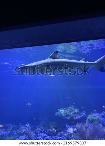 Big shark in the aquarium